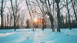 Beautiful Sunset Sun Sunshine In Sunny Winter Snowy Forest Park. Sunlight Through Woods In Winter Forest Landscape