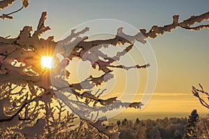 Beautiful sunset with sunbeams shining through tree branches