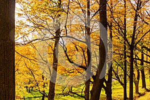 Beautiful Sunset Sunrise Sun Sunshine In Sunny Autumn Oak Forest. Sunlight Sunbeams Through Woods Trunk In Forest Landscape