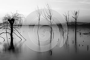 Beautiful sunset at Trasimeno lake Umbria, with perfectly still water and skeletal trees