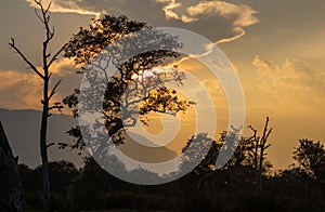 Beautiful sunset with tree silhouette in forest area along Masinagudi, Mudumalai National Park, Tamil Nadu - Karnataka State