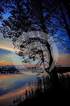 Beautiful sunset through tree silhouette