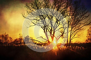 Beautiful sunset, trees in meadow, landscape against sun