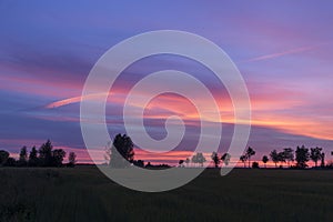 Beautiful sunset. Trees on a sunset in summer background