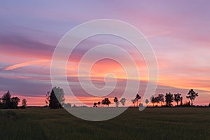 Beautiful sunset. Trees on a sunset in summer background