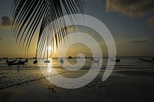 Beautiful sunset on tropical beach, Koh Tao, Thailand. Palm tree leaf silhouette, boats in low tide