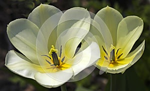 Beautiful sunset tulips