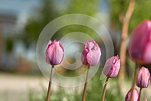 Beautiful sunset tulips in the evening light against the blue sky. Holiday postcard