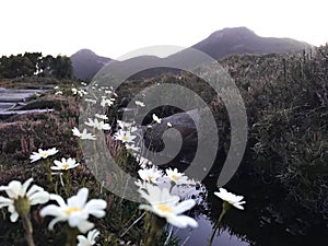 Beautiful sunset view hartz peak tasmania mountain with daisy