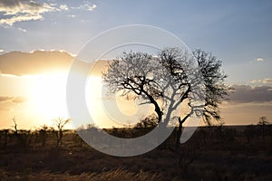 Beautiful sunset view in Kruger Southafrica