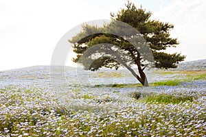 Beautiful sunset view of nemophila baby blue eyes flower fields at Seaside Park, Ibaraki, Japan