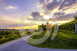 Beautiful sunset at vineyards of Vipava valley, Slovenia