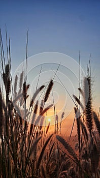 Beautiful Sunset Among The Weeds