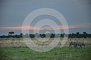 Beautiful sunset with zebras, in the savanna