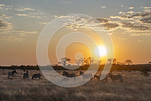 ZÃ¨bre dans le delta de l\'Okavango au couchÃ© de soleil. photo