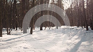 Beautiful Sunshine In Sunny Early Spring Coniferous Forest and In a mixed forest.