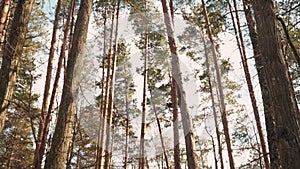 Beautiful Sunshine In Sunny Early Spring Coniferous Forest and In a mixed forest.