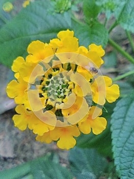 Beautiful Sunshine Yellow Lantana Flower