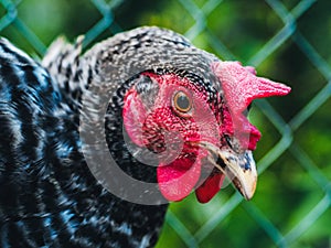 Beautiful super close-up portrait of chicken on home farm. Livestock, housekeeping organic agriculture concept. Hen with