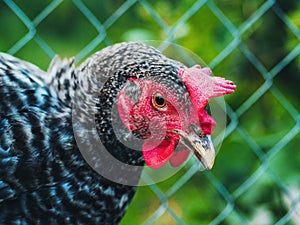 Beautiful super close-up portrait of chicken on home farm. Livestock, housekeeping organic agriculture concept. Hen with