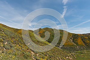 Beautiful superbloom vista in a mountain range near Lake Elsinore