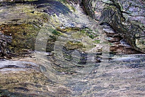 Beautiful surface of an old rotten log