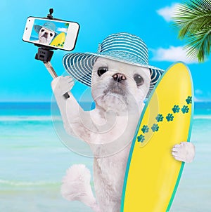 Beautiful surfer dog on the beach taking a selfie together with a smartphone.