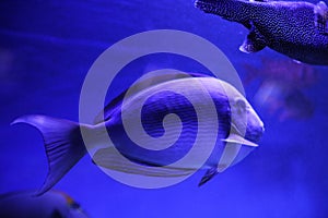 Beautiful surgeonfish in clear toned blue aquarium