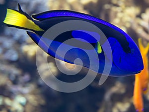 Beautiful Surgeonfish, Paracanthurus Hepatus inside Aquarium