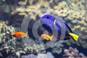 Beautiful Surgeonfish, Paracanthurus Hepatus inside Aquarium