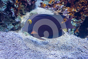 Spotted Surgeonfish photo