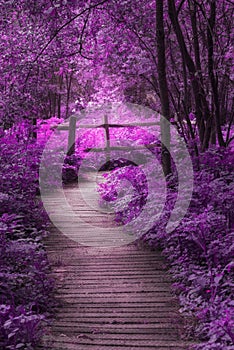 Krásny neskutočný purpurová obraz z drevený drevený na jar 