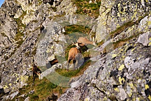 Beautiful surroundings Swinica and wild mountain goats