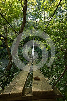 Beautiful suspension bridge in the forest