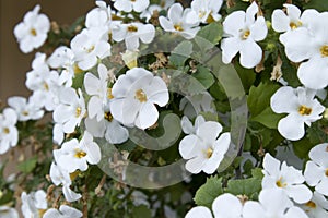 Beautiful Sutera blooms white flowers in the garden in summer day