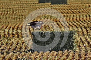 Beautiful Swainson's Hawk, wings lifted, on green hay bale