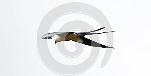 Swallow-tailed kite prey bird hunting in the skies of Costa Rica