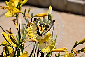 Beautiful Swallowtail Butterfly Background