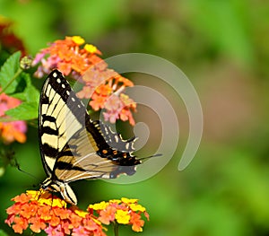 Beautiful Swallowtail butterfly at garden.