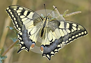 Butterfly in Greece