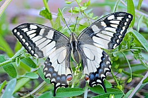 Beautiful Swallowtail (Papilio machaon) female butterfly on a green grass close-up