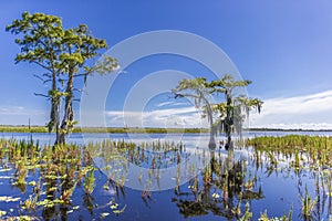 Beautiful Swamp in Florida