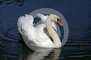 Beautiful swan