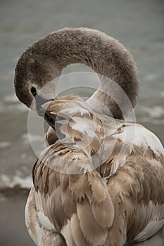Beautiful swan on the beach