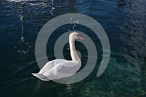 A beautiful swan photo