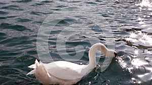 Beautiful swan bird looking at camera in sea