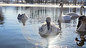 Beautiful Swan Birds Family at Winter Lake