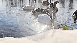 Beautiful Swan Birds Family at Winter Lake