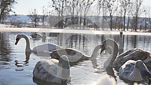 Beautiful Swan Birds Family at Winter Lake