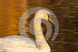 beautiful swan on blue lake water in sunny day during summer, swans on pond, nature series